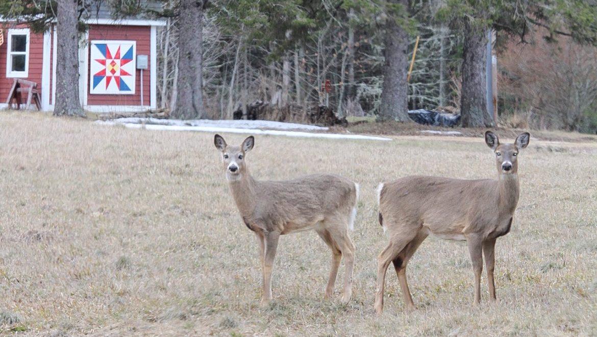 Harvest rates increase for 2025 gun deer opener